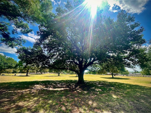 Tree Background