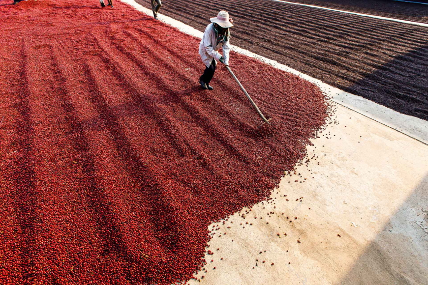 Production artisanale de café à Pleiku, découverte locale pour un voyage thématique au Vietnam