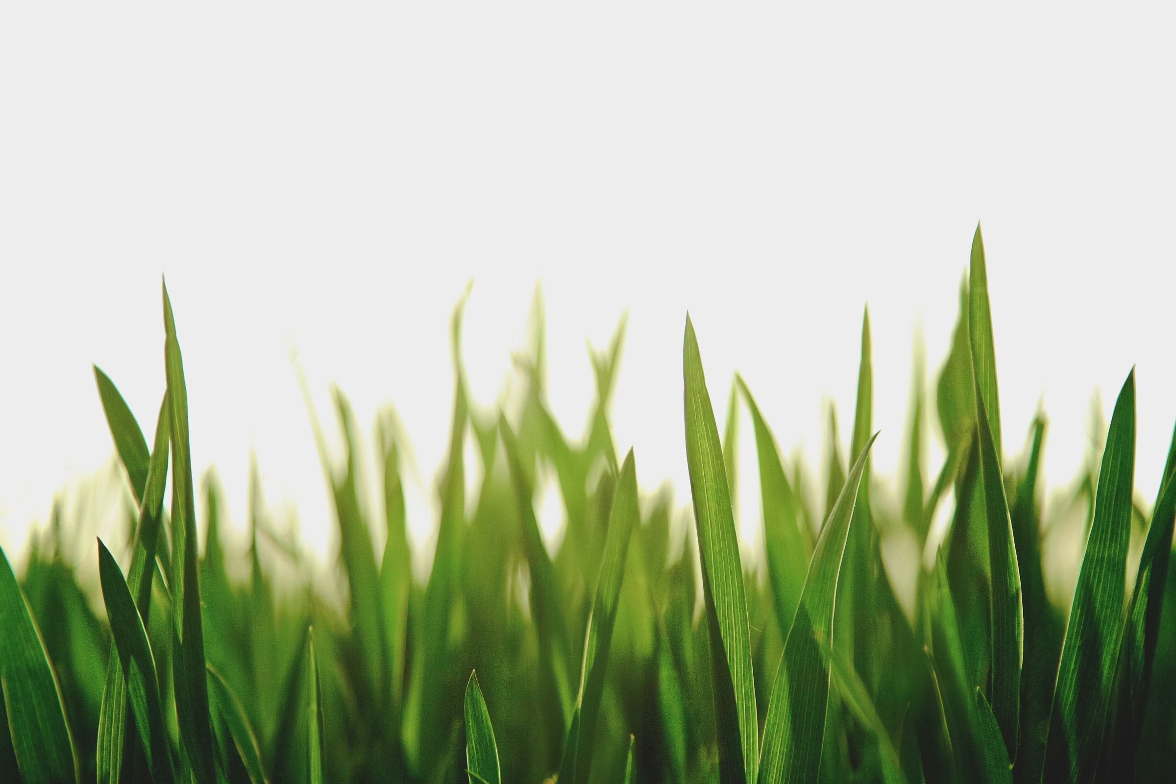 lawn schedule