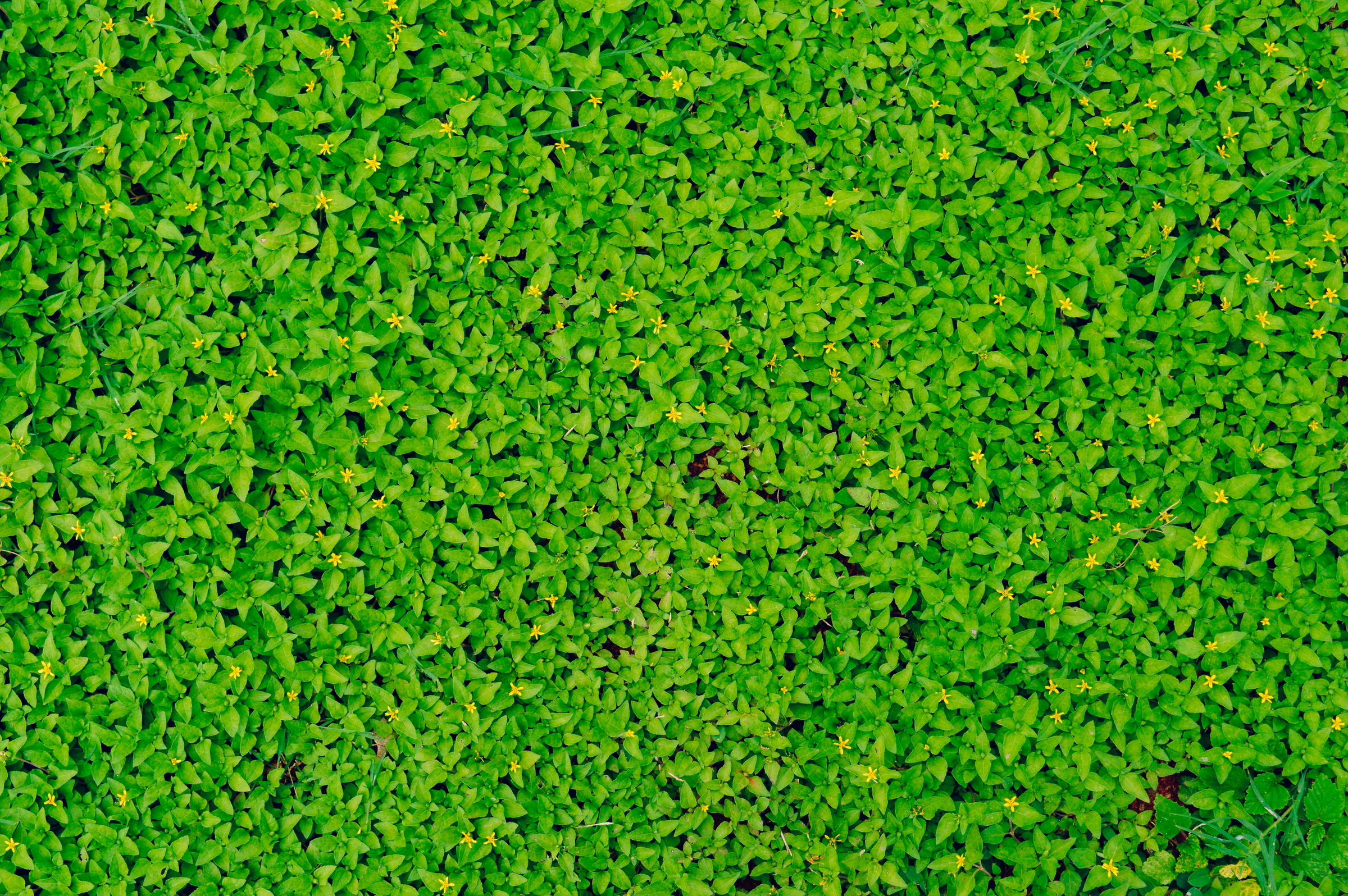 lawn quality