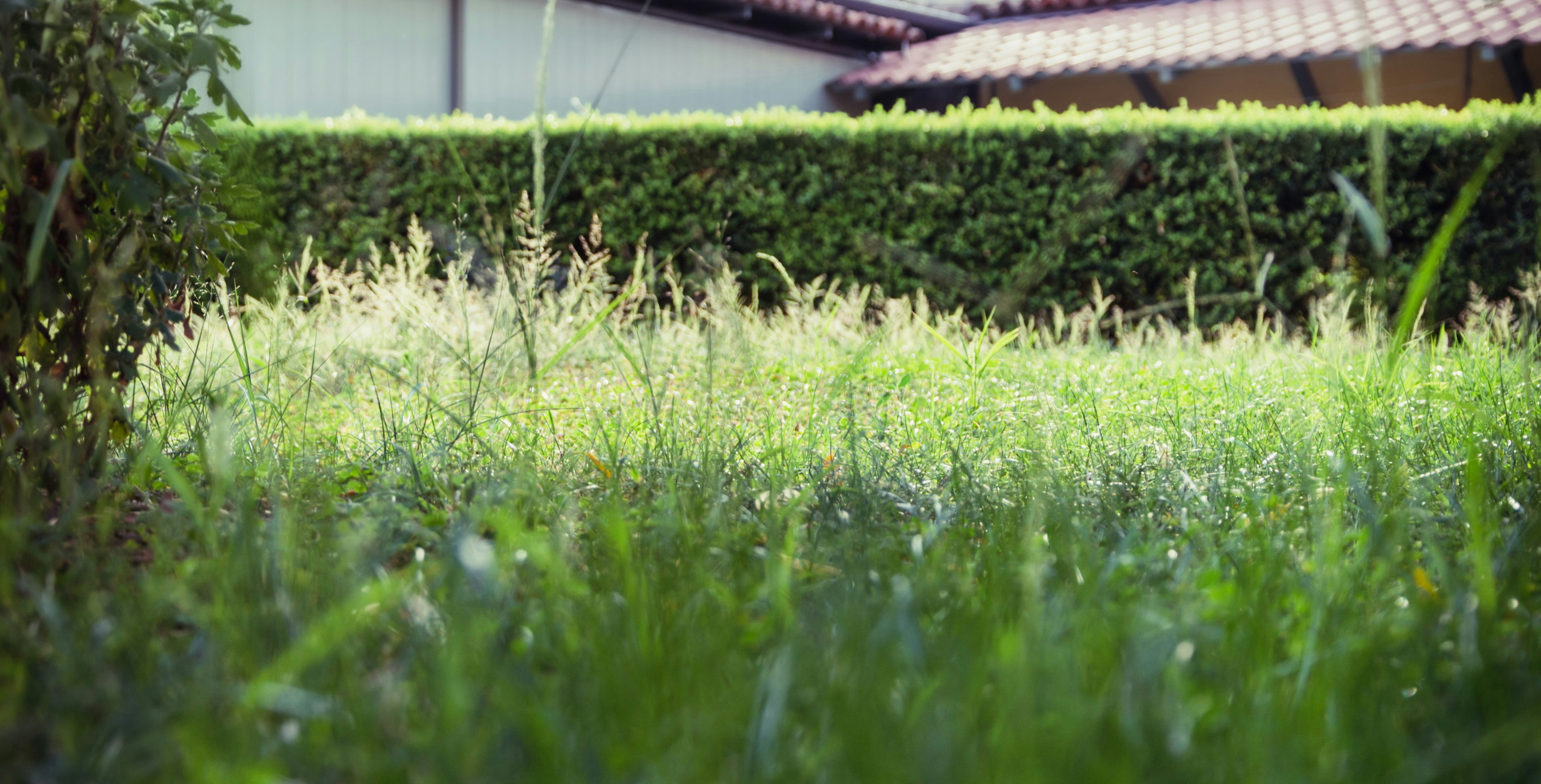 lawn health
