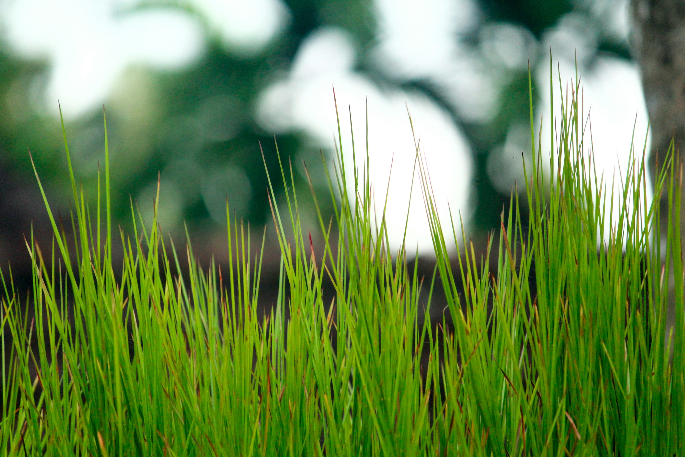 Green Path