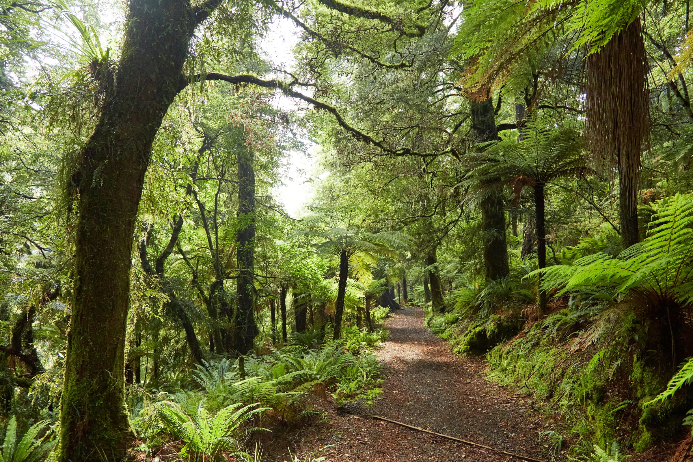 Green Path