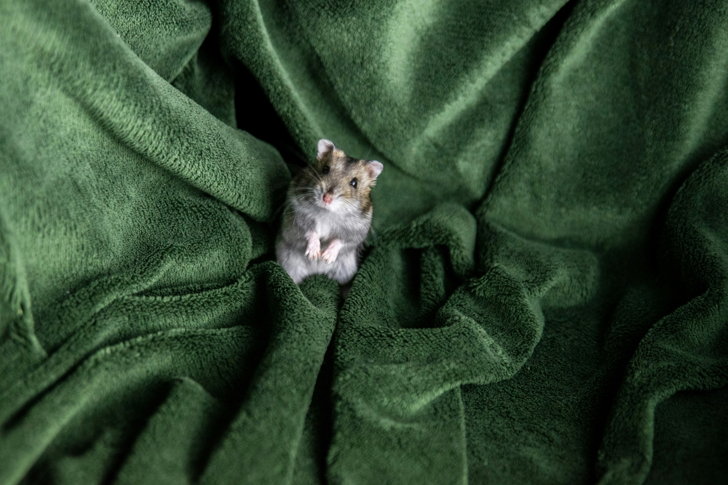 rodent control