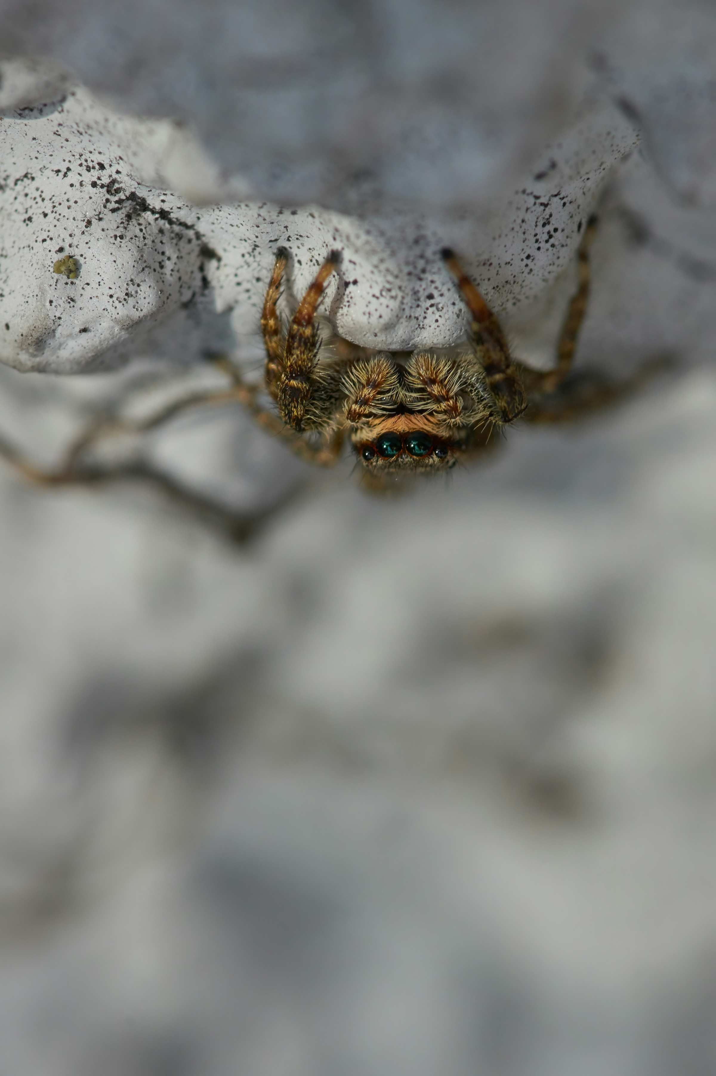 spider prevention