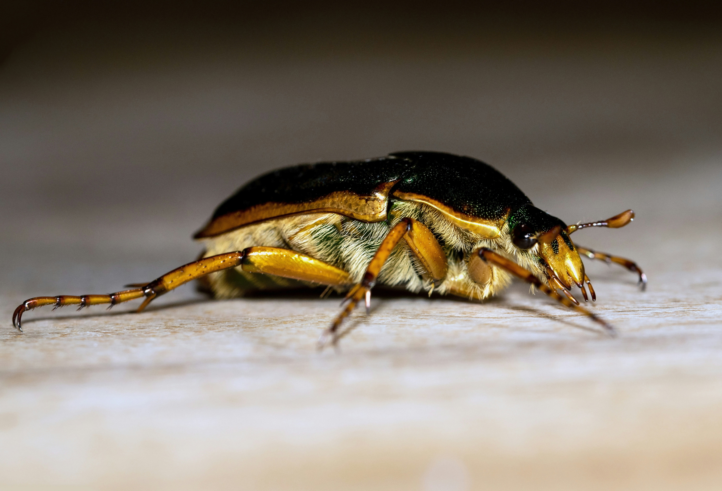 pest defense