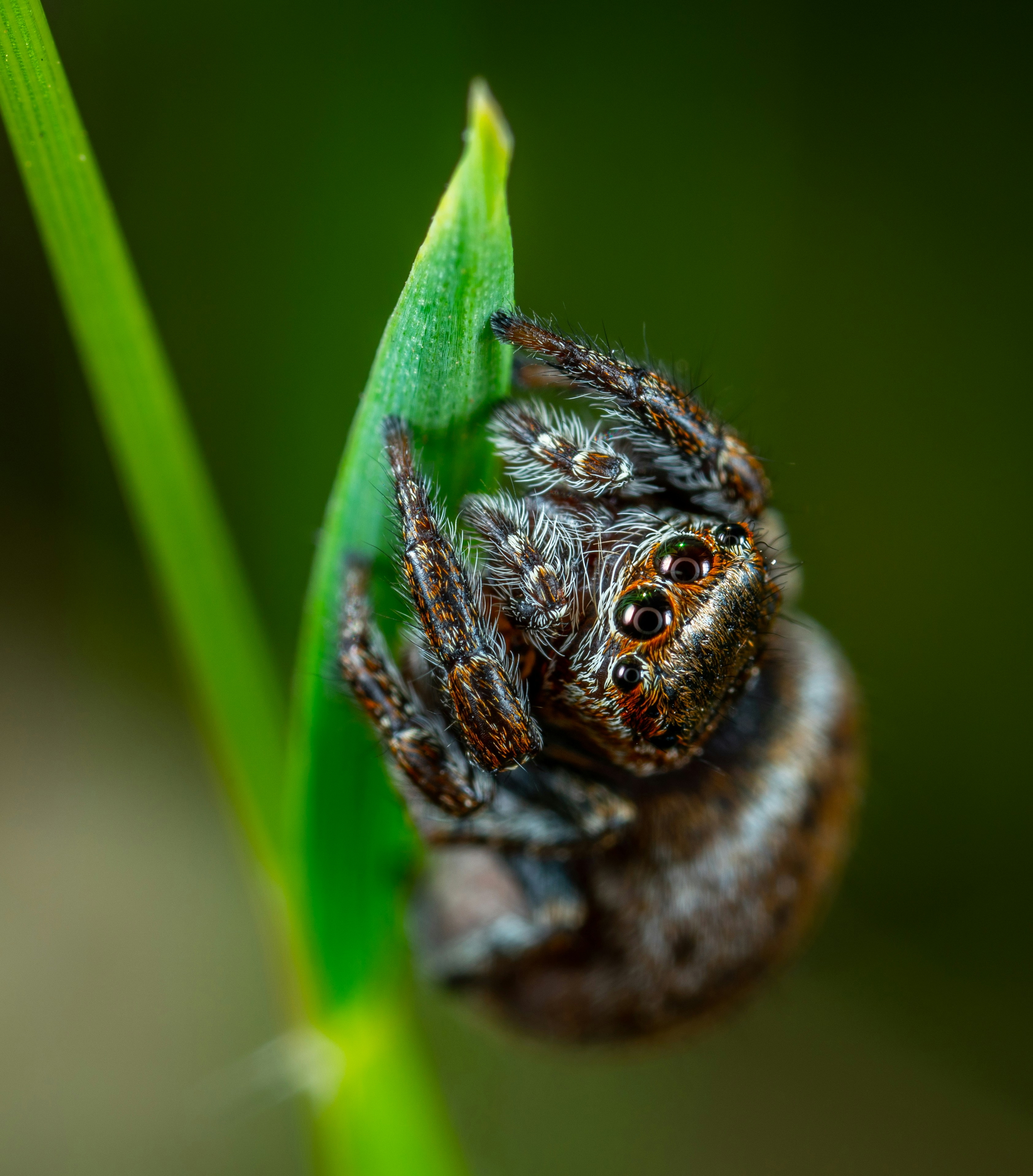 pest termination