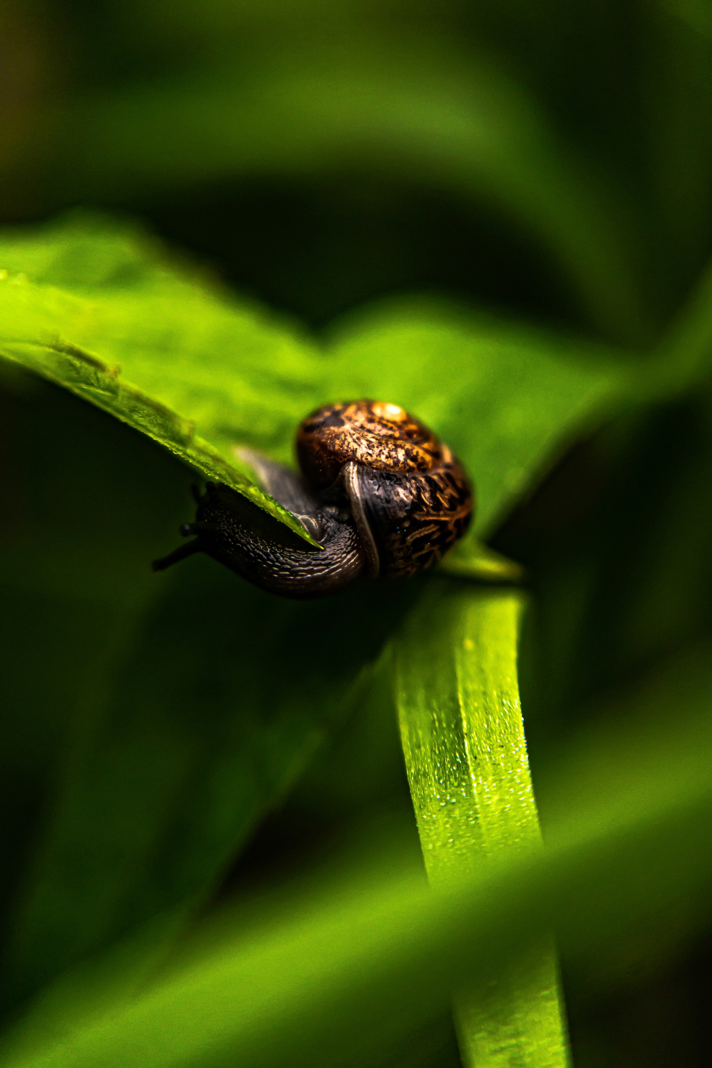 pest prevention
