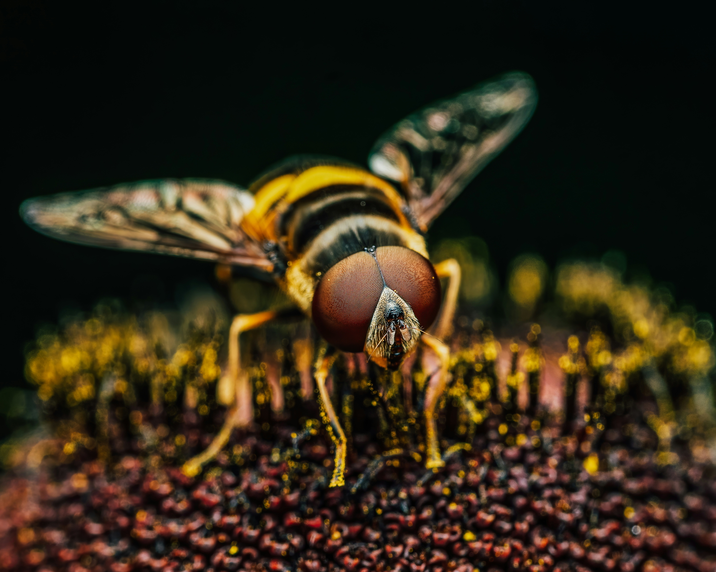 bug elimination