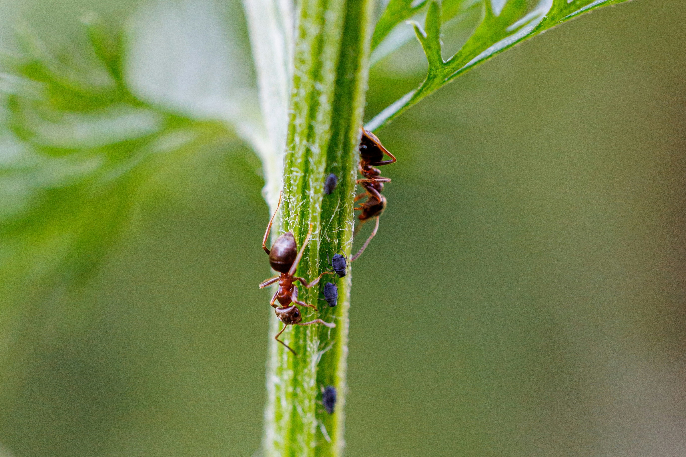 pest control success