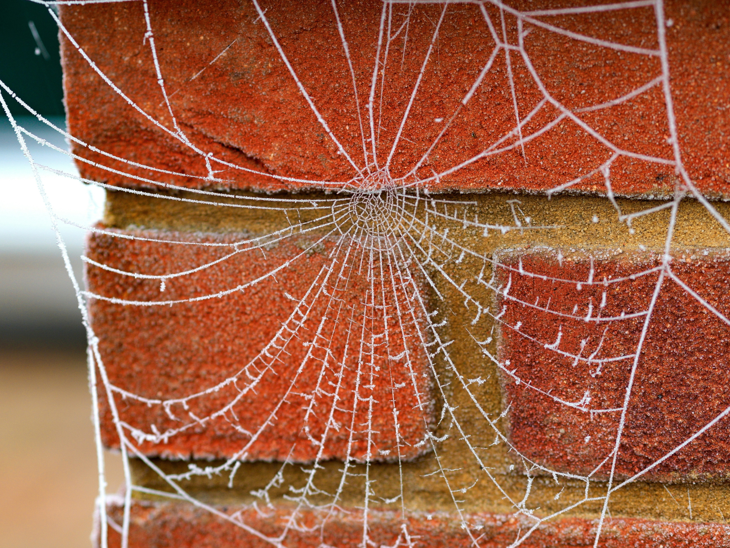 spider removal