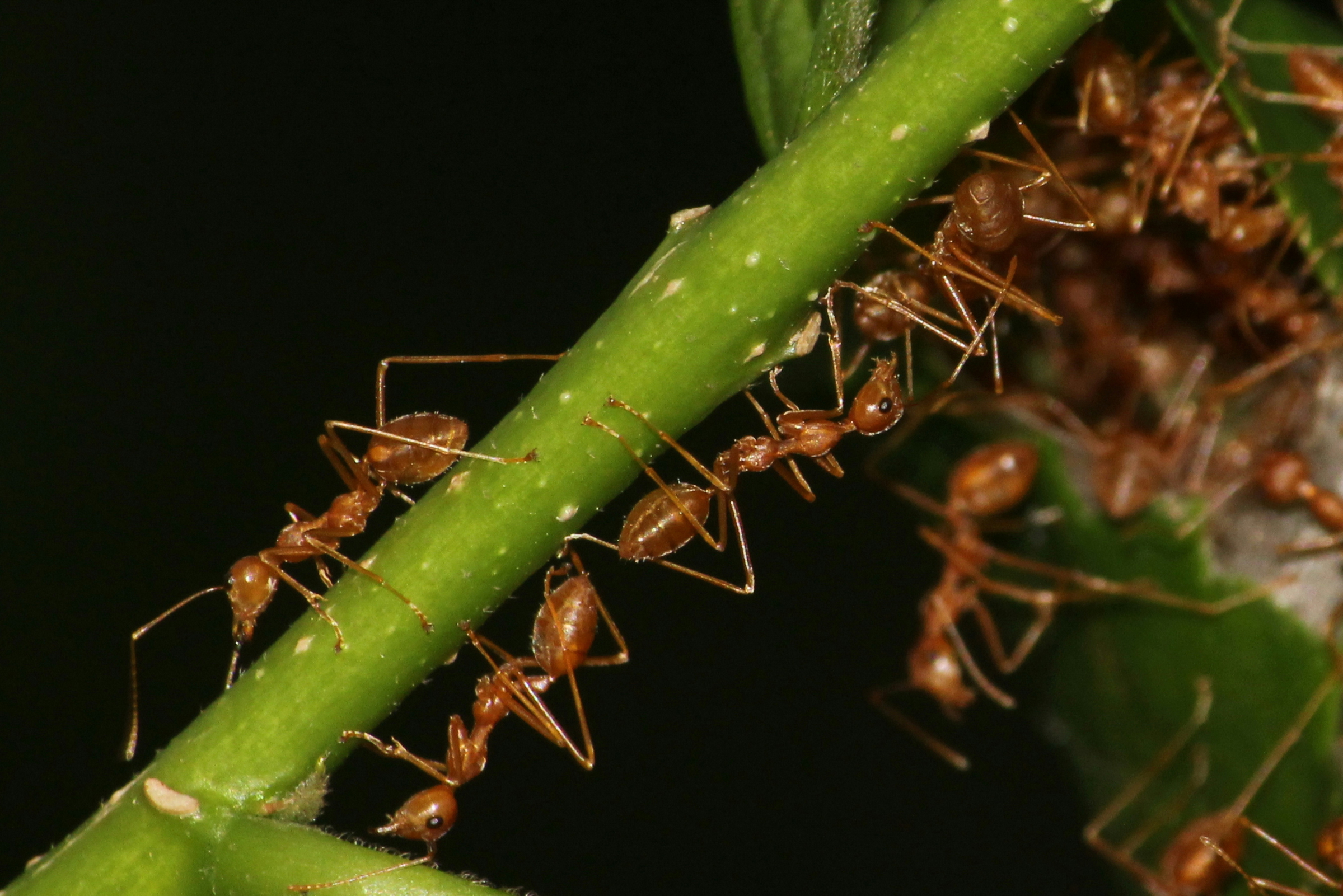 ant treatment
