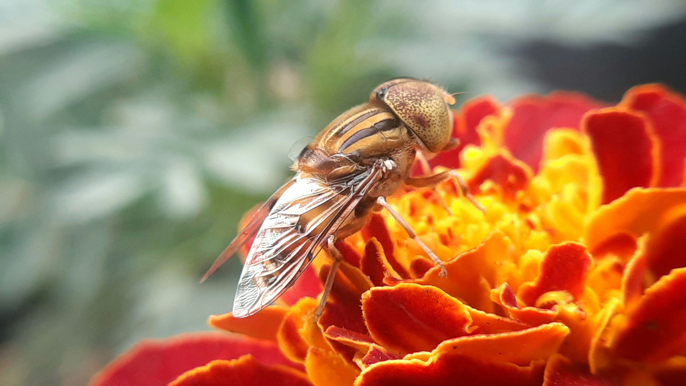 insect control
