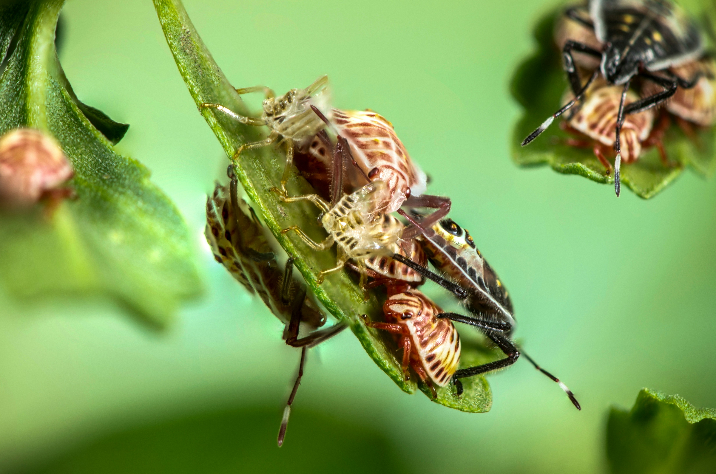 pest elimination