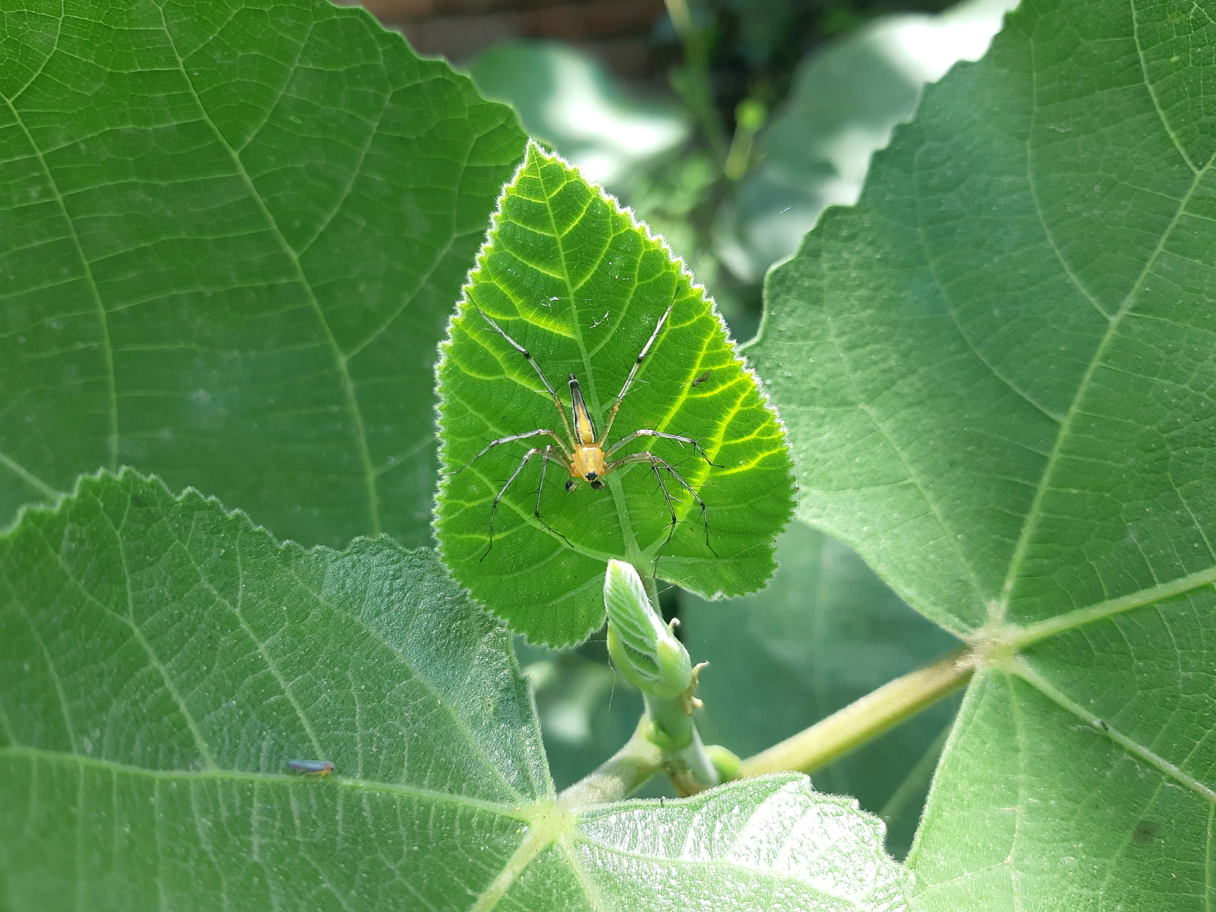 pest prevention
