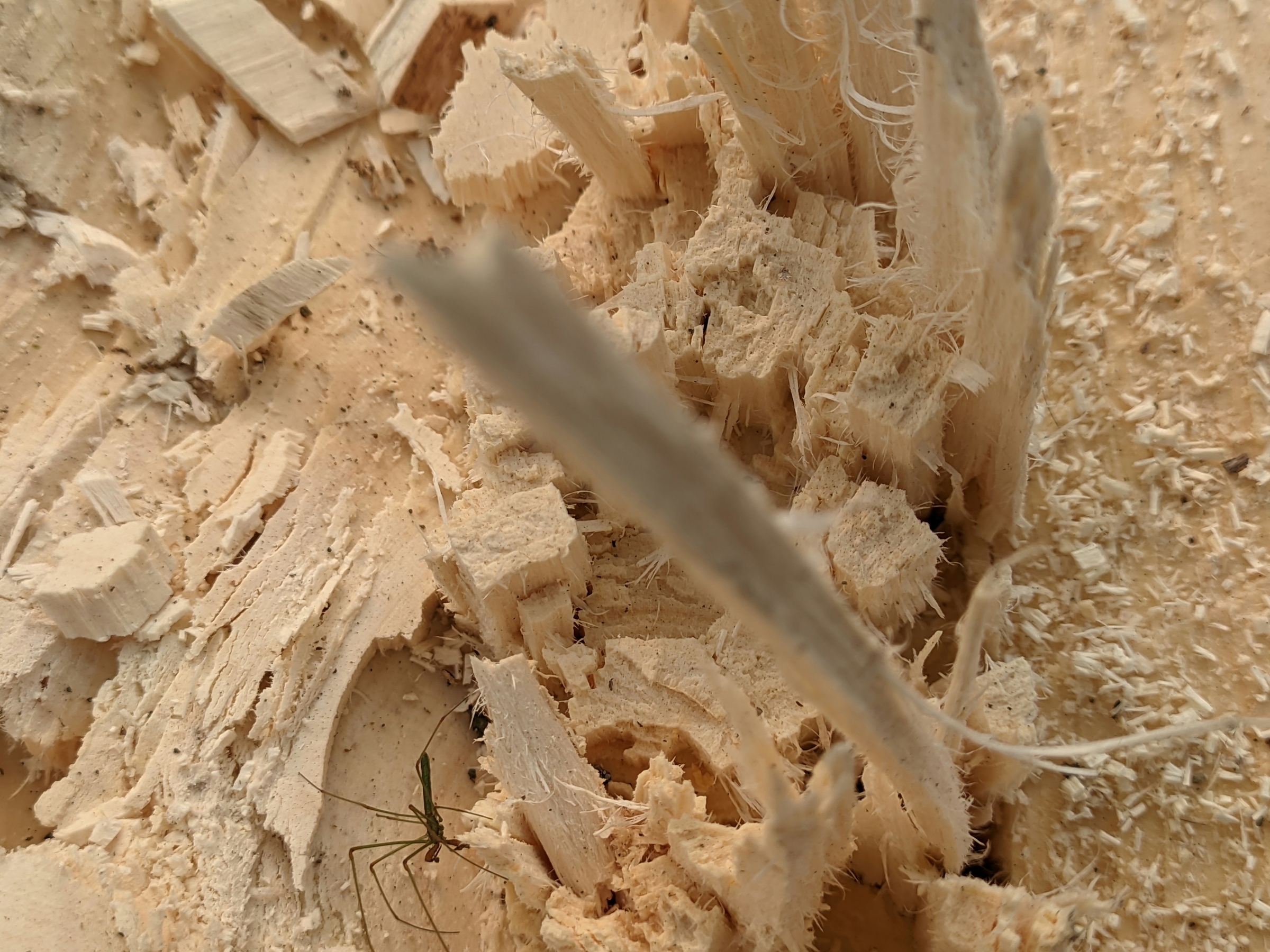 termite destruction