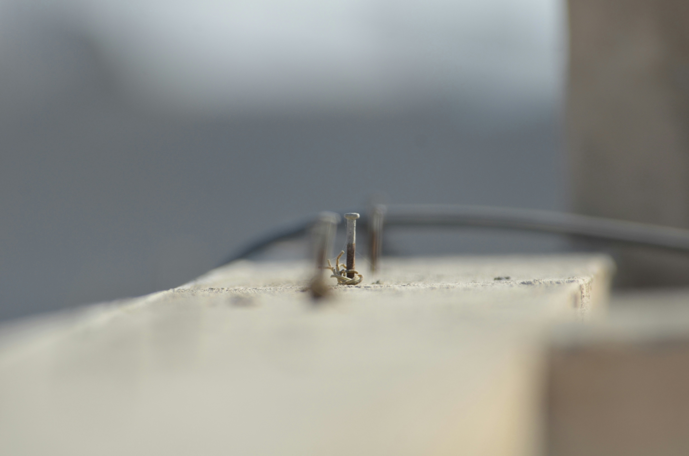 tick removal