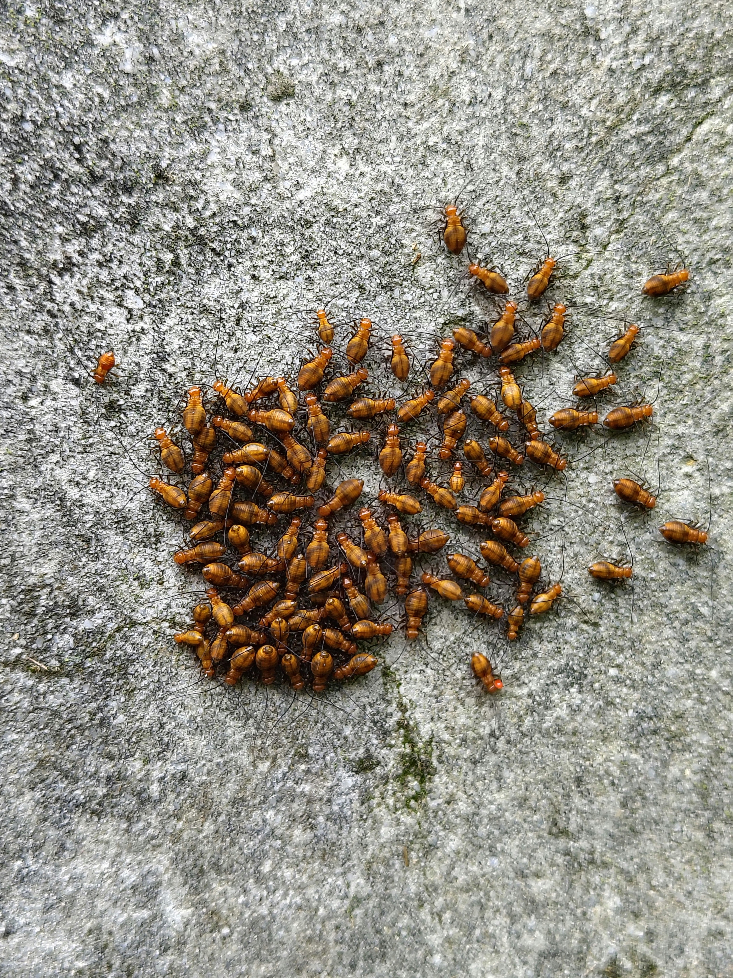 pest extermination