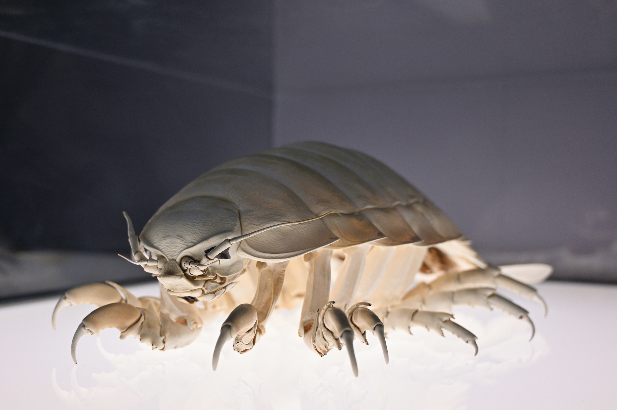 cockroach elimination