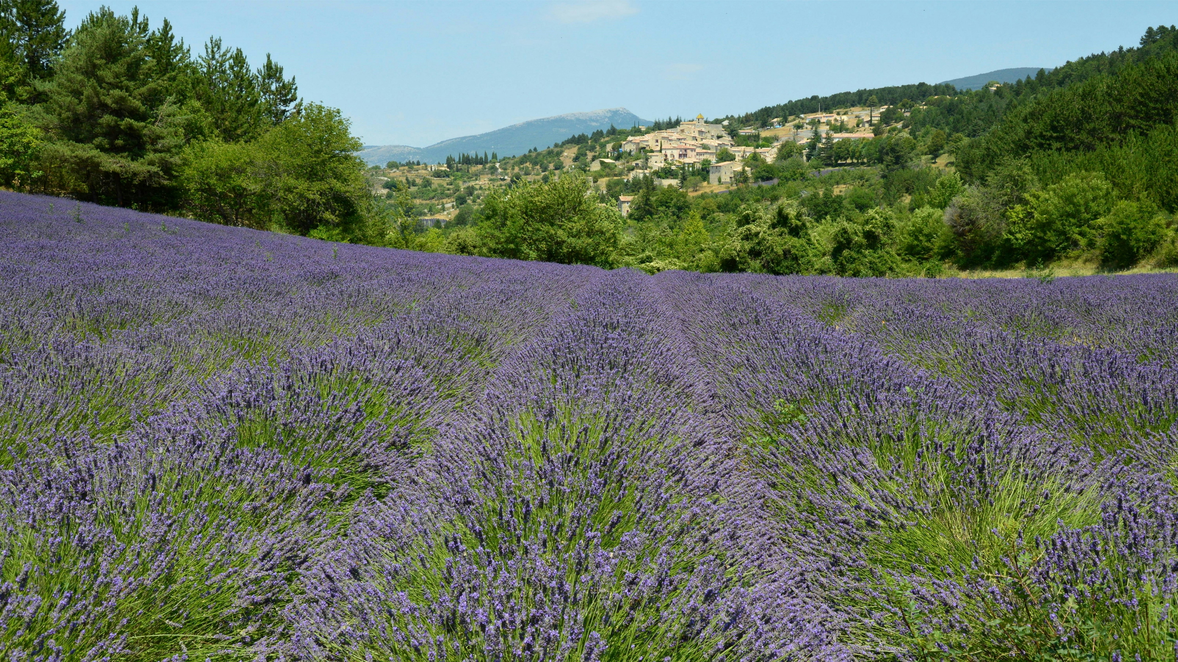 provence guest review