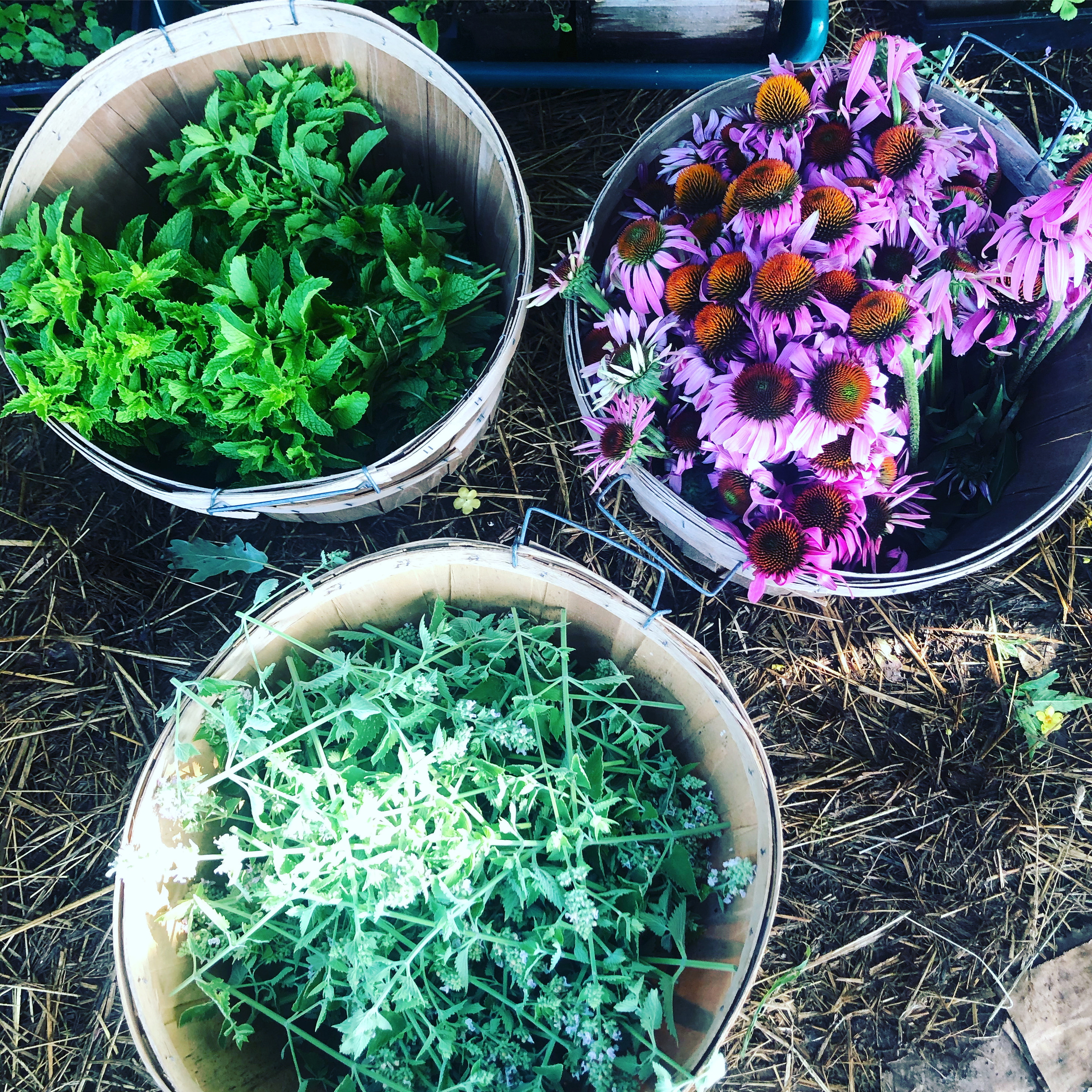 Plant Medicine
