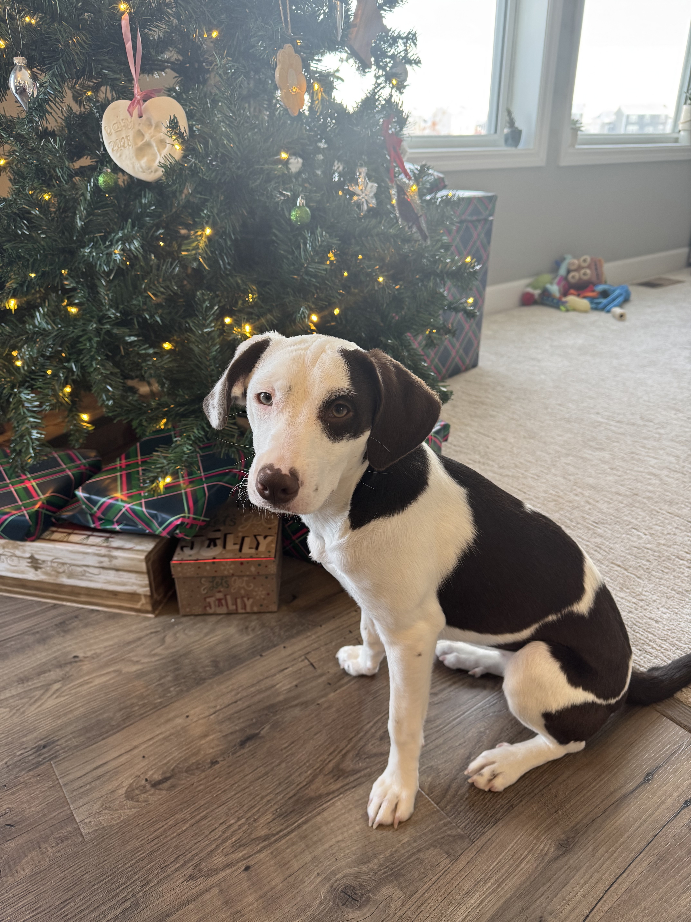 Daisy (we adopted her in November 2025)