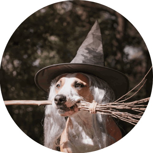 Balais volant désenchanté