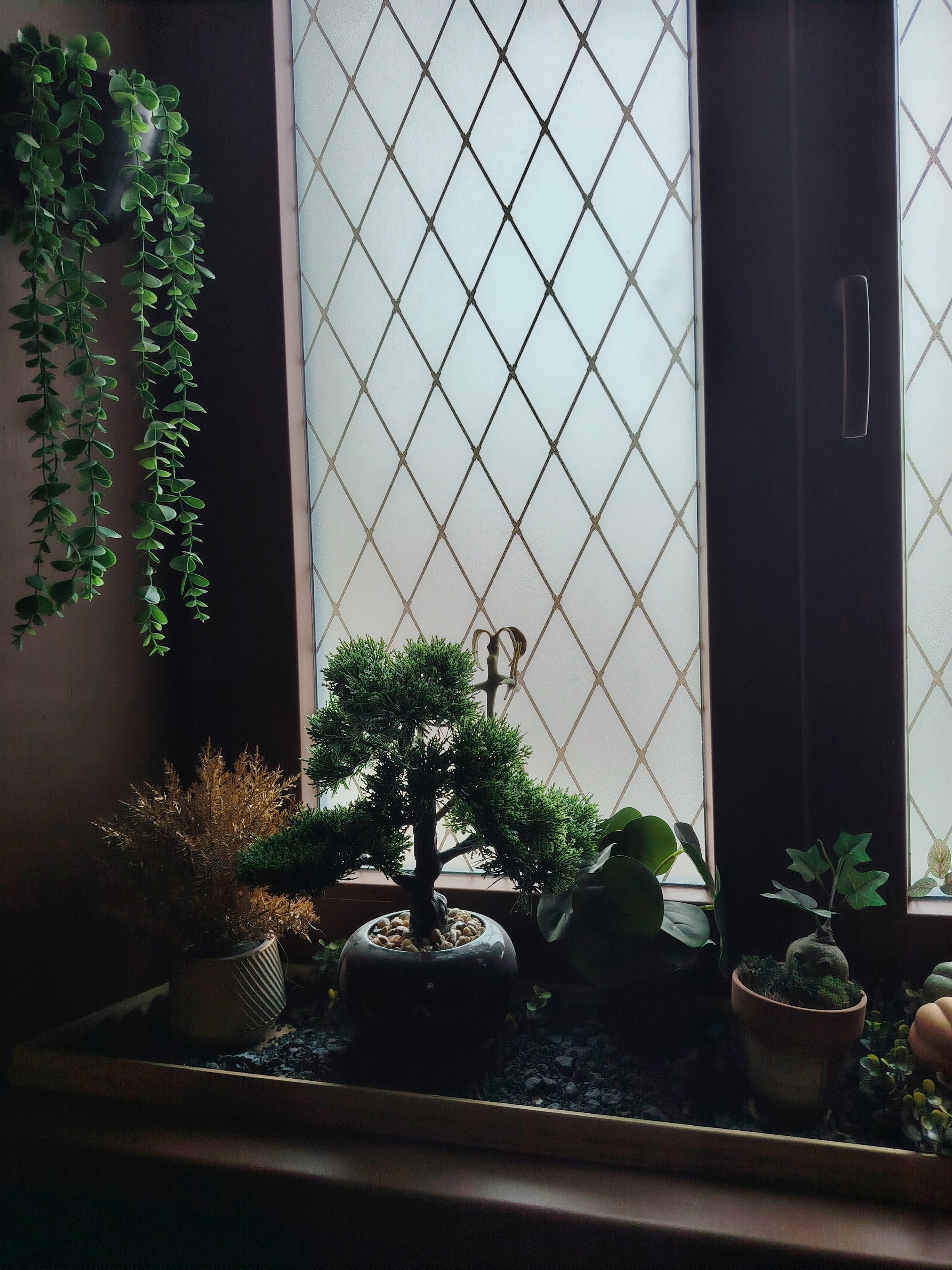 Fênetre avec plantes magiques et usuelles