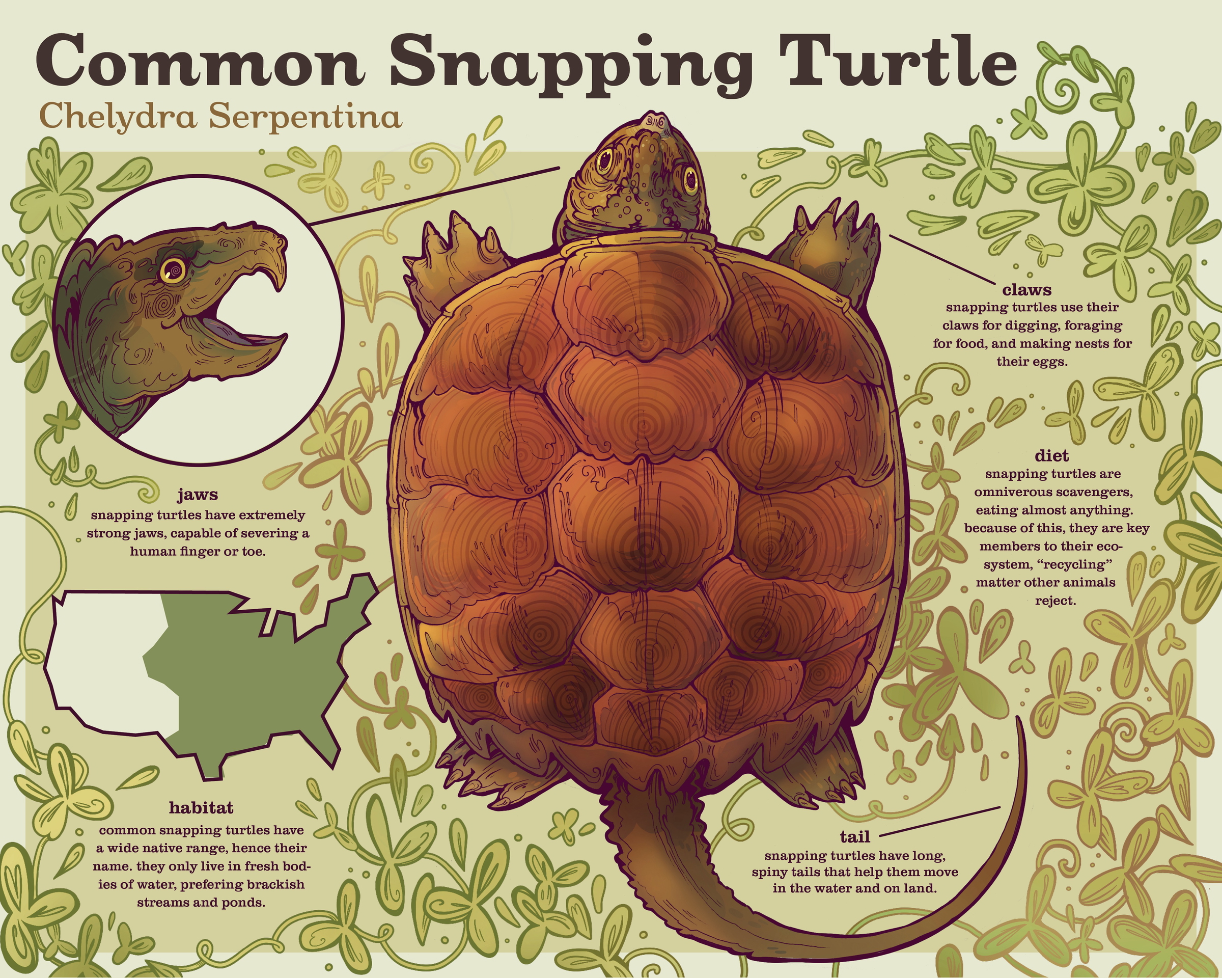 snapping turtle infographic