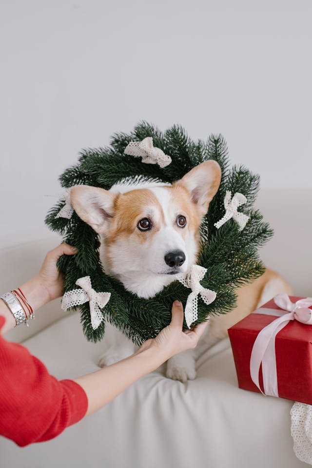 brown and white dog posing for a Christmas photosowi a wreath