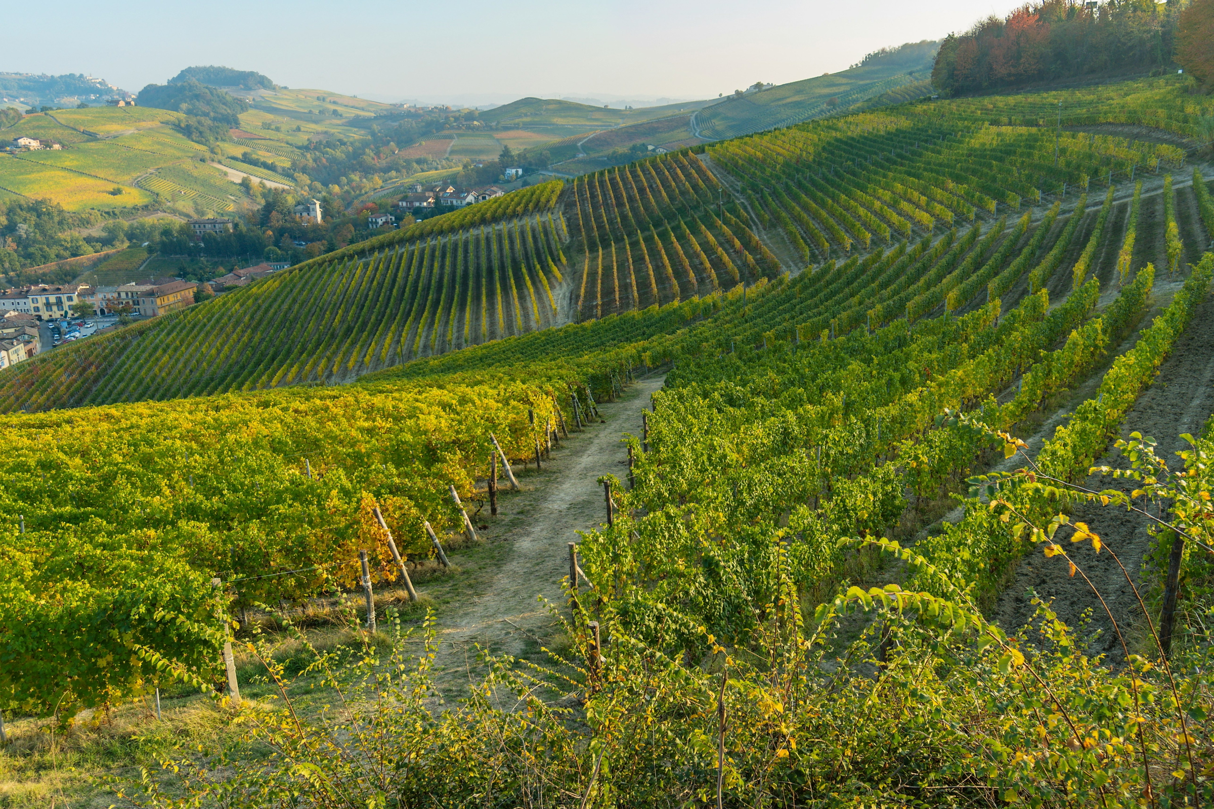 Barolo vineyards